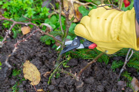 Pruning rose bushes in the fall. Garden work. The pruner in the hands of the gardener.の写真素材