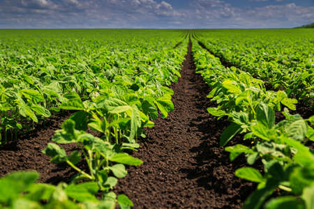 Soybean field ripening at spring season, agricultural landscapeの写真素材