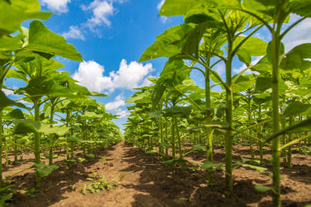 rows of young, green, powerful sunflowers, clean from diseases, weeds, and insects, against the skyの写真素材