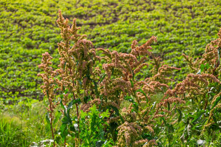 Rumex in the flowering meadow near field. Horse sorrelの写真素材