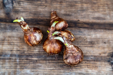 crocus and daffodil bulbs ready for autumn plantingの写真素材