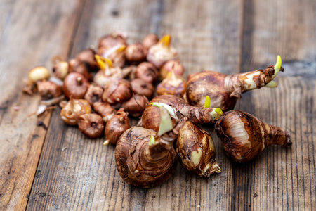crocus and daffodil bulbs ready for autumn planting