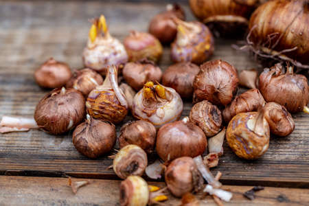 crocus and daffodil bulbs ready for autumn plantingの写真素材