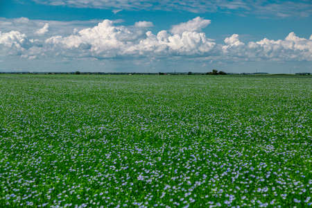 Beautiful blooming blue flax field in the countrysideの写真素材