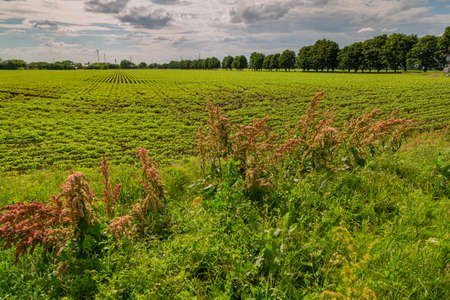 Rumex in the flowering meadow near field. Horse sorrelの写真素材
