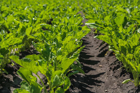 Close-up of young sugar beet plants in converging long rows. Agricultural field.の写真素材