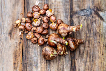 crocus and daffodil bulbs ready for autumn plantingの写真素材