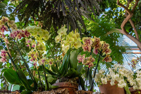 Spring bloom of a variety of orchids. Pink yellow white purple orchids. Beautiful floral backgroundの写真素材