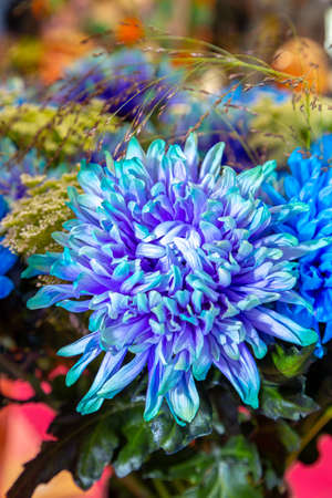 Chrysanthemum flower, closeup of blue with purpleの写真素材