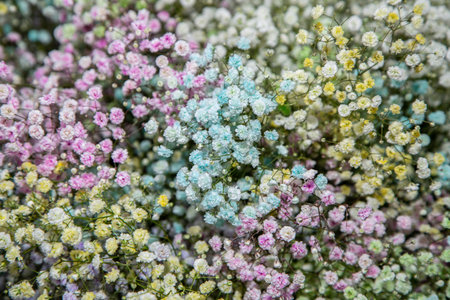 Beautiful background with colorful decorative gypsophila