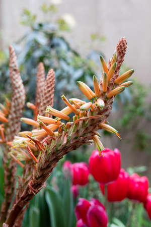 Aloe vera flower blooming in springの写真素材