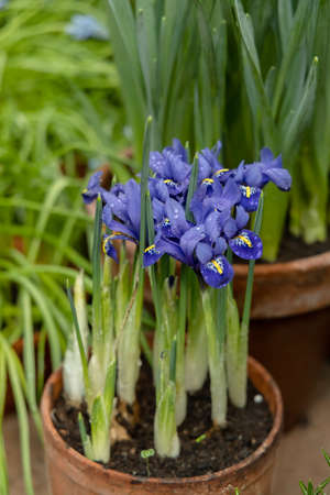 Small spring flowers in the garden. Tiny purple-blue irises in a clay pot, Iris reticulata or dwarf iris, bulbous plantの写真素材