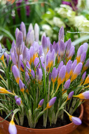 Crocus Fire Fly blossoms in the garden in springの写真素材