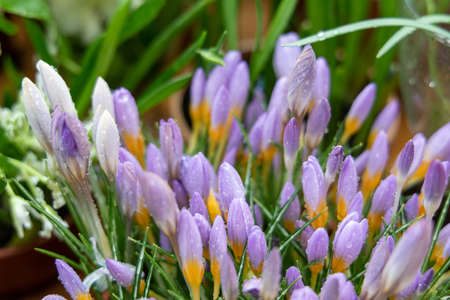 Crocus Fire Fly blossoms in the garden in springの写真素材