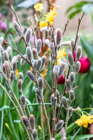 Blossoming pussy willow branches in a vase as a symbol of Easter