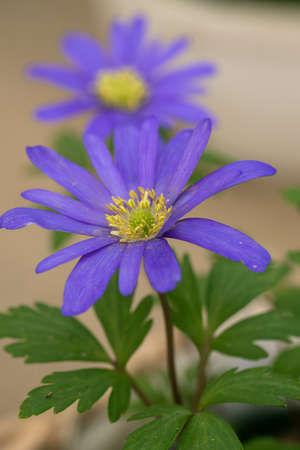 Anemone nemorosa Blue Queen blossoms in the garden in springの写真素材