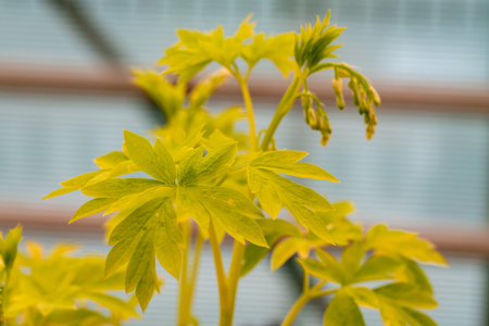 closeup of the bright yellow foliage of White Gold bleeding heart. Lamprocapnos Dicentra spectabilis