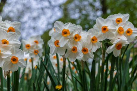 Narcissus Geranium blossoms in the garden in springの写真素材