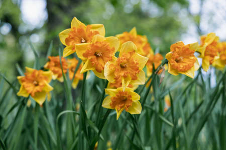 Daffodils with Mondragon Split Crown Narcissus poeticus blossoms in the garden in springの写真素材