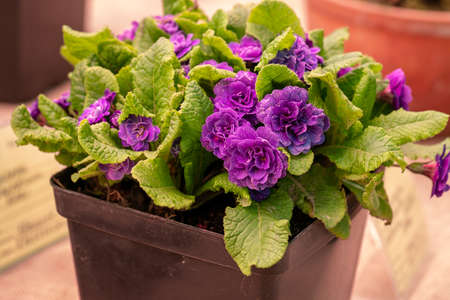 Primula Belarina Amethyst blooms in the springの写真素材