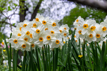 Narcissus Geranium blossoms in the garden in springの写真素材