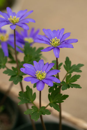 Anemone nemorosa Blue Queen blossoms in the garden in springの写真素材