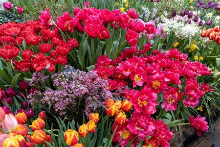 Moscow, Russia. Spring flowers on exhibition in the Botanic Gardens of Moscow State University The...