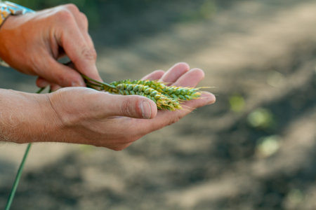 Green wheat in the hands of an agronomistの写真素材