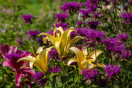 Monarda didyma Balmy Purple flowers gathered in captivating purple headsの写真素材