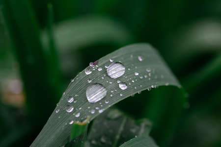 rainy season, water drops on leaf, purity nature background, macro shotの写真素材