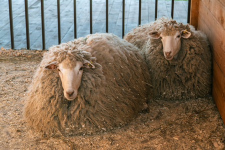 A portrait of a sheep at a farm