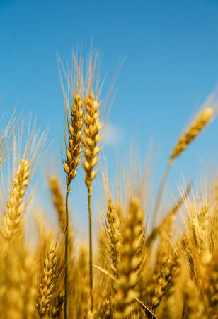 Close up of ripe wheat ears against beautiful sky with clouds.の写真素材
