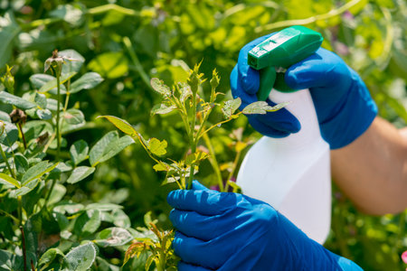 treatment in the garden of young shoots of roses from aphids, whiteflies and insect pestsの写真素材