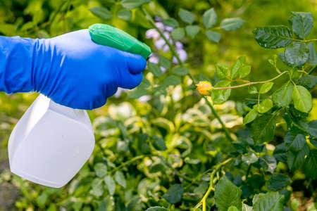treatment in the garden of young shoots of roses from aphids, whiteflies and insect pestsの写真素材