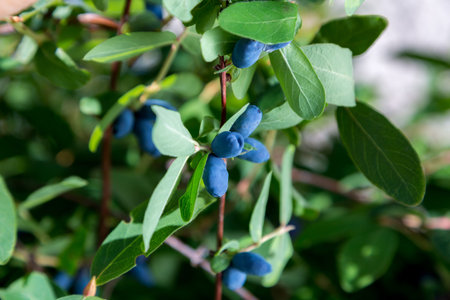 Honeysuckle branch with blue ripe berries.