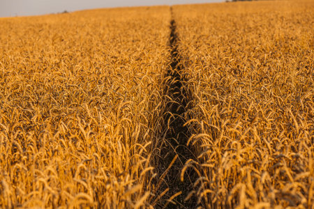 Close up of ripe wheat ears. Beautiful backdrop of ripening ears of golden field.