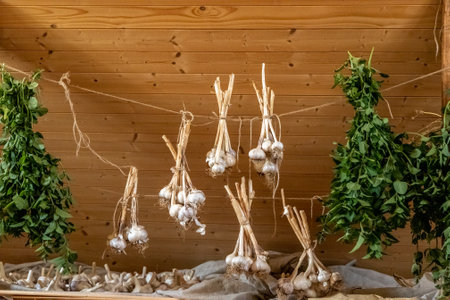 dry garlic and mint on clothesline in the atticの写真素材