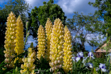 Yellow lupin flowers in the spring sunshineの写真素材
