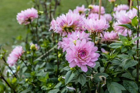 Beautiful pink dahlia in garden. A picture of the beautiful pink dahlia.の写真素材