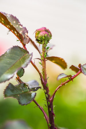 aphid on a rose, a parasite on a young shoot of a roseの写真素材