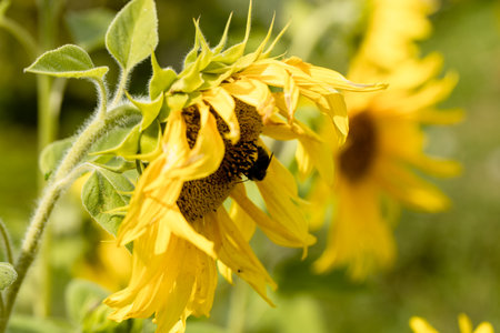 Yellow sunflower in the sunset light. Close-up. Sunflower, close-up. Yellow big flower.の写真素材