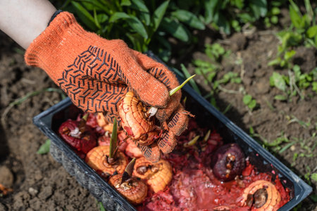 the hand plants bulbs of flowers in the soil. Hand holding a gladiolus bulb before planting in the groundの写真素材