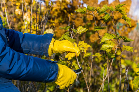 Pruning currant bushes in autumn. The pruner in the hands of the gardener.の写真素材