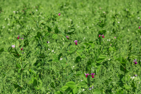 pea plants during flowering with white petals, an agricultural field where green peas growの写真素材