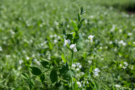 pea plants during flowering with white petals, an agricultural field where green peas growの写真素材