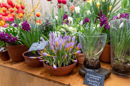 Spring flowers on exhibition in the Botanic Gardens of Moscow State Universityの写真素材