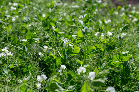 pea plants during flowering with white petals, an agricultural field where green peas growの写真素材