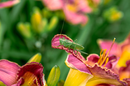 big green grasshopper on a daylily flowerの写真素材
