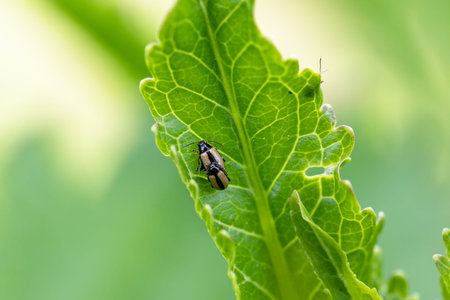 close-up flea beetle black insect with dung on leaf