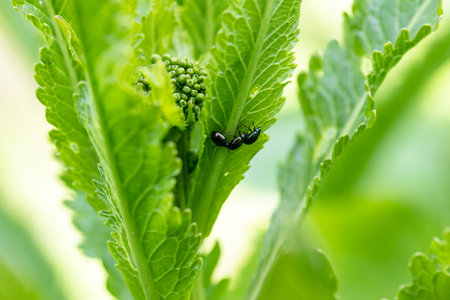 close-up flea beetle black insect with dung on leaf